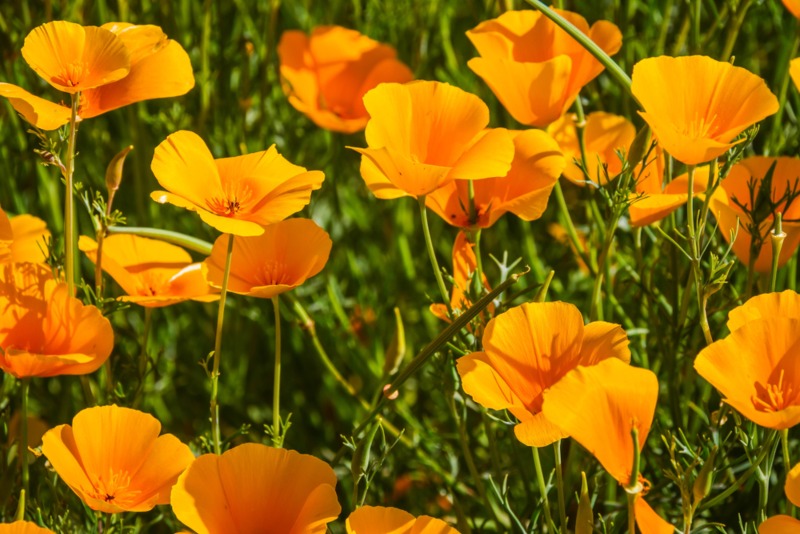 California-Poppy