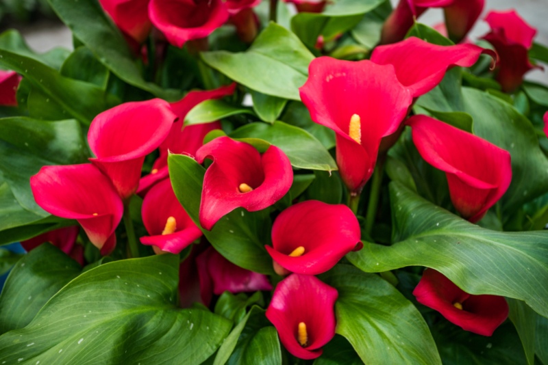 California-Red-Lily