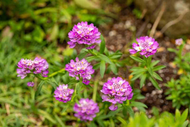 Candytuft