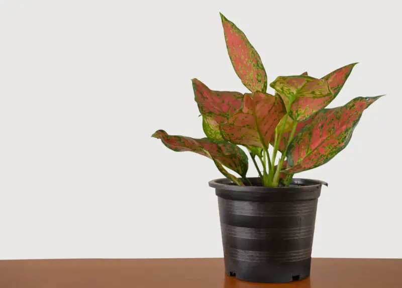 Chinese-Evergreen