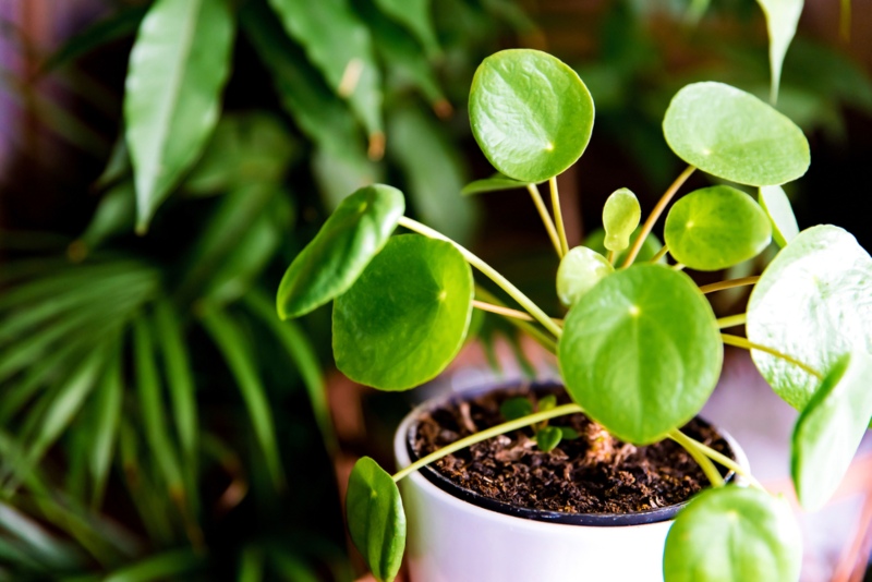 Chinese-Money-Plant