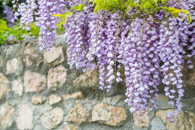 Chinese-Wisteria