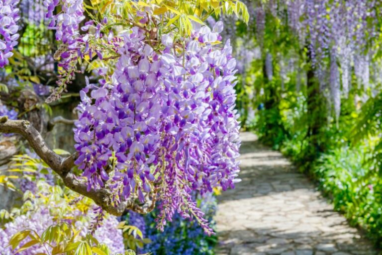 How to Get Wisteria to Bloom Garden Lovers Club