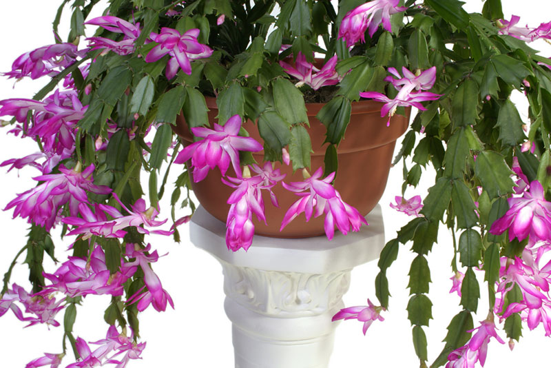 Christmas Cactus Hanging