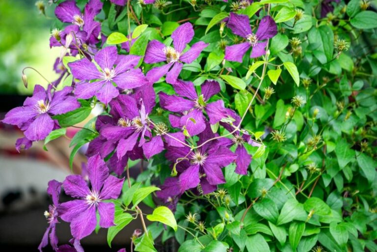 10 Best Vines for Privacy (Plus Care Tips) Garden Lovers Club