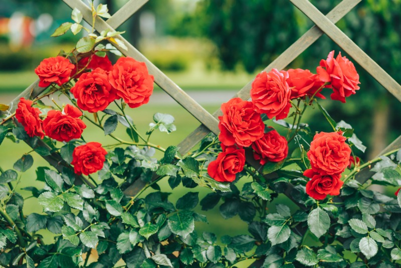 Climbing-Roses