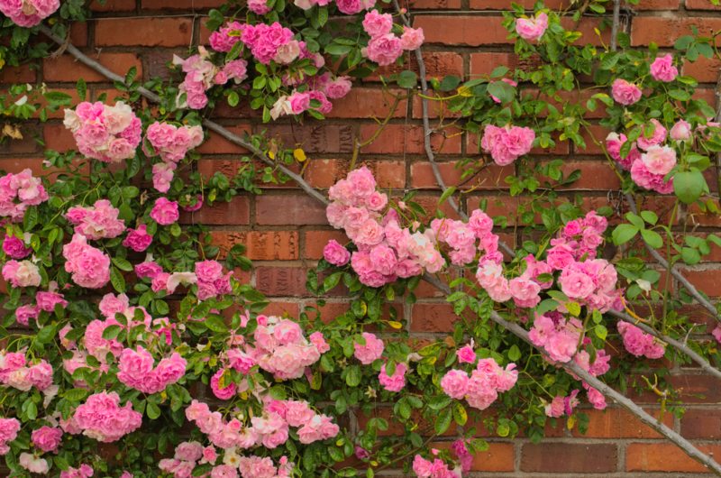 Climbing-Roses