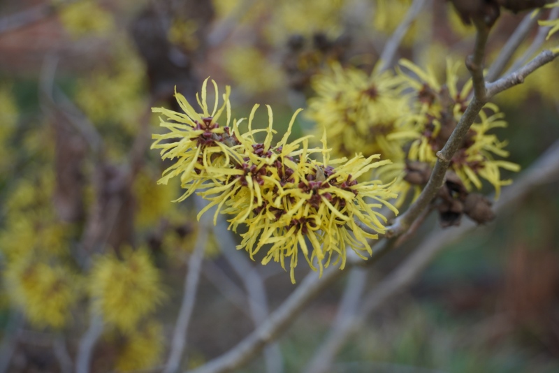 Common-Witch-Hazel