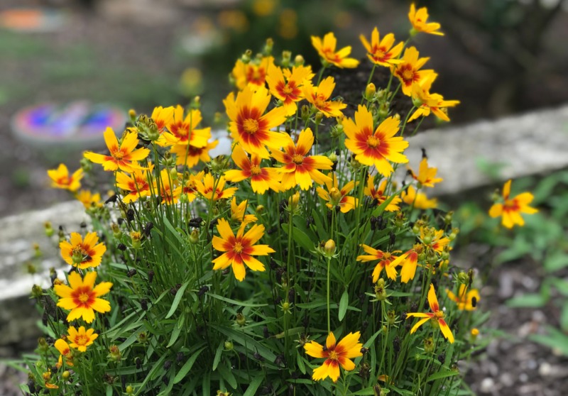 Coreopsis