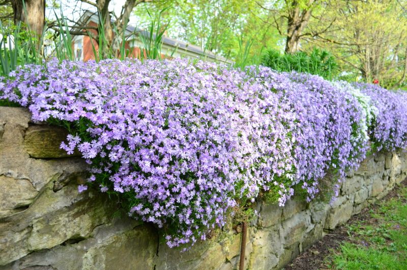 Creeping-Phlox (1)