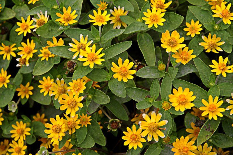 Creeping-Zinnia