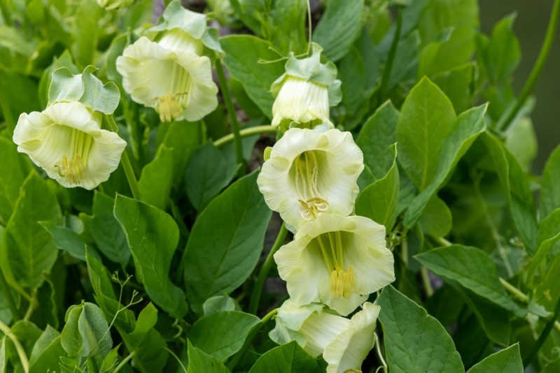 Cup-and-Saucer-Vine
