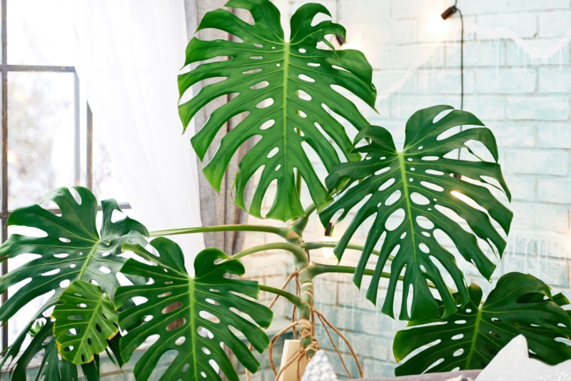 Cutleaf-Philodendron