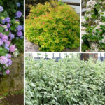 Deciduous Shrubs