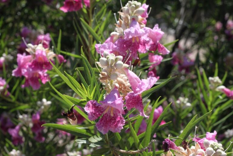 Growing Guide How to Grow Desert Willow Garden Lovers Club