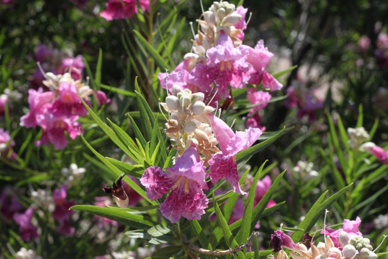 Desert-Willow-2