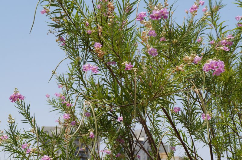 Desert-Willow-3