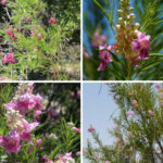 Desert Willow