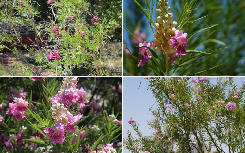 Desert Willow