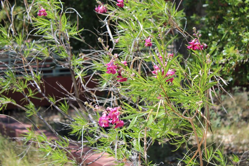 Desert-Willow