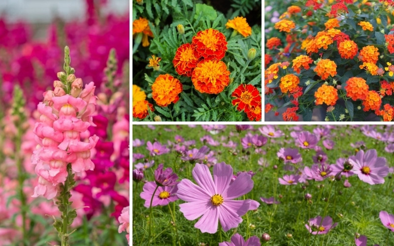 Drought-Resistant Annuals