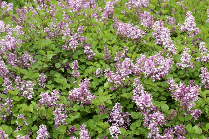 Dwarf-Korean-Lilac