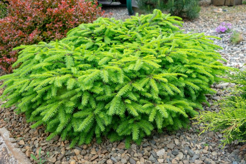 Dwarf-Norway-Spruce