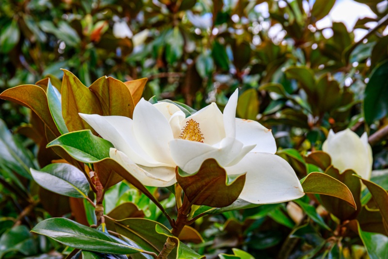 Evergreen-Magnolia