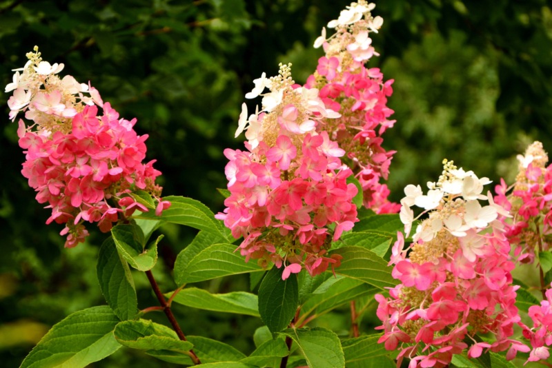 Flare-Hydrangea