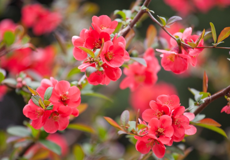 Flowering-Quince 