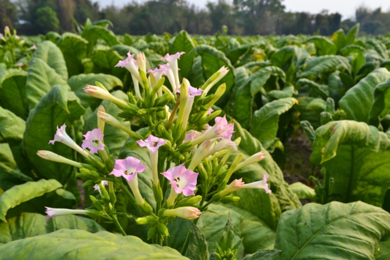 Flowering-Tobacco