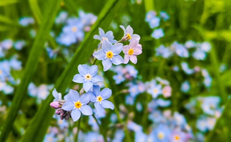 Growing Guide: How to Grow Forget-Me-Nots - Garden Lovers Club