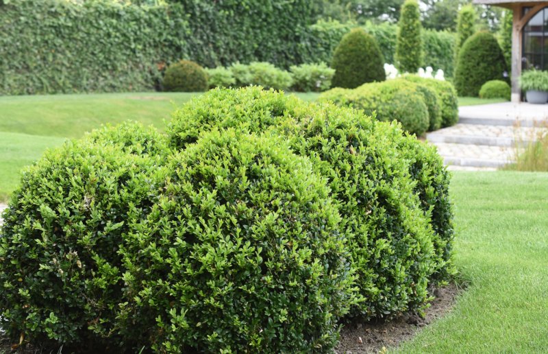 Franklin's-Gem-Boxwood