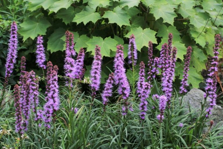 Growing Guide How to Grow and Care for Gayfeather Garden Lovers Club