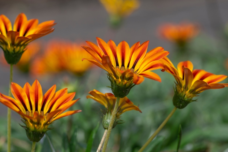 Gazania