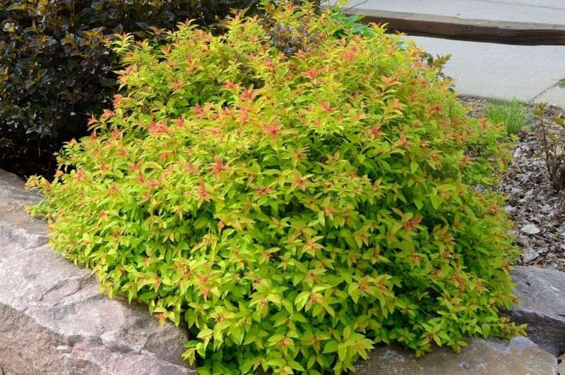 Gold-Mound-Spirea