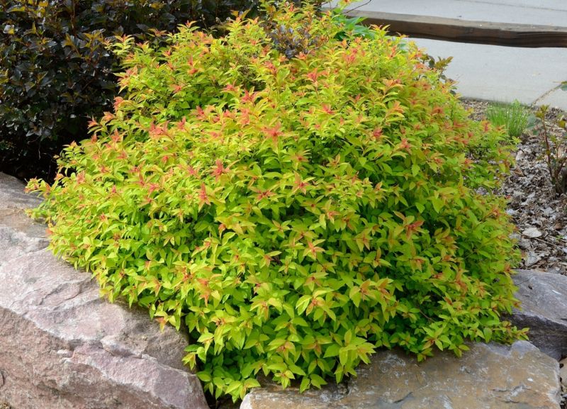 Gold-Mound-Spirea