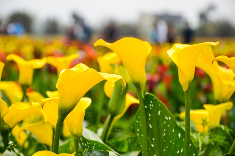 Golden-Calla-Lily