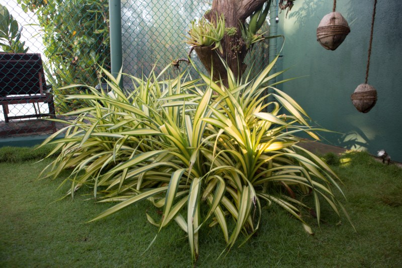 Golden-Sword-Yucca