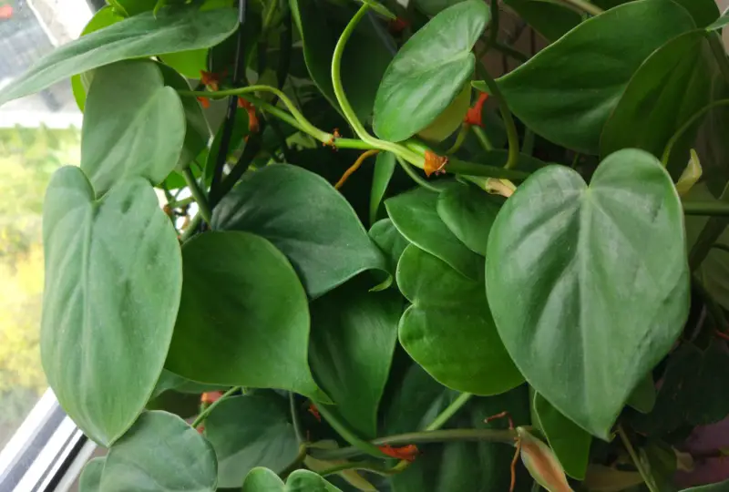 Heartleaf-Philodendron