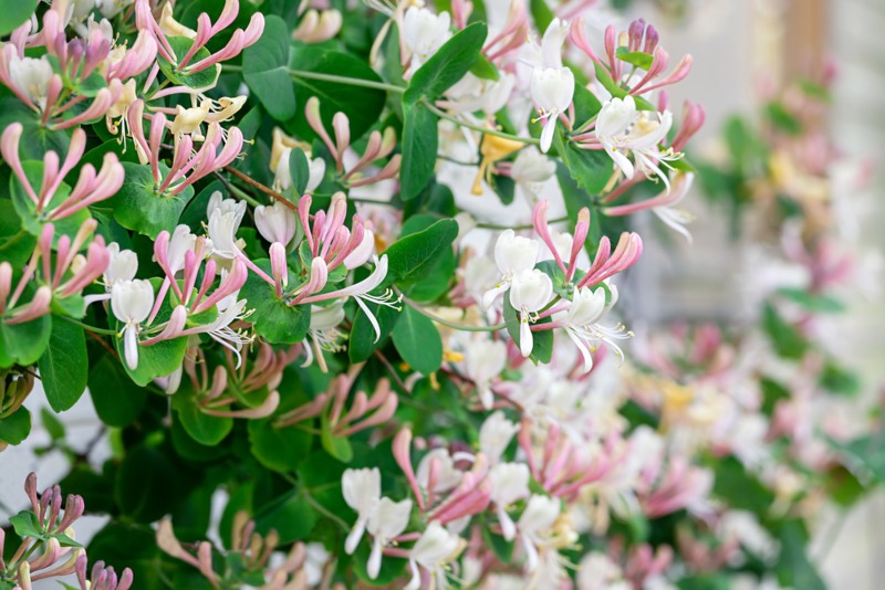 Honeysuckle
