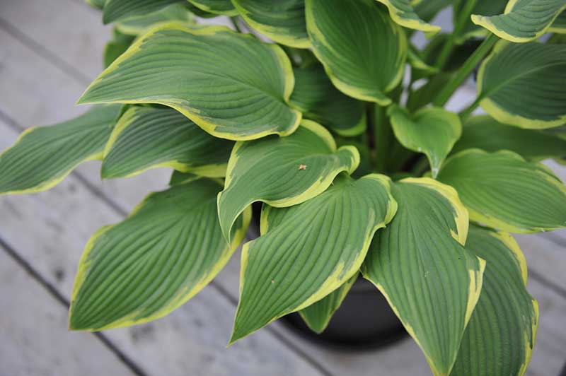 Hosta Leaves