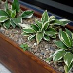 Hosta on windowsill