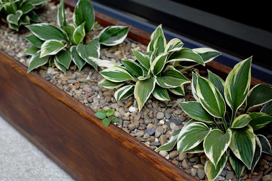 Hosta on windowsill