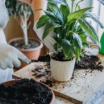 Houseplant