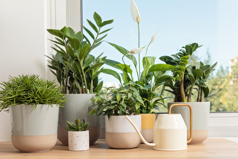 Houseplants