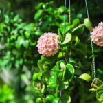 Hoya-Plant-Hang