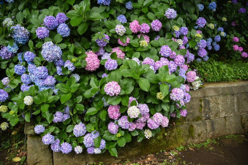 Hydrangeas