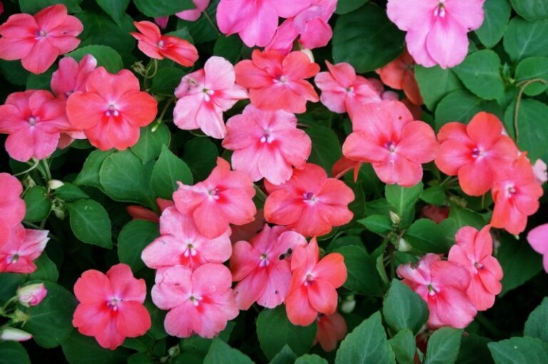 12 Best Annuals For Borders (Photos & Care Tips) Garden Lovers Club