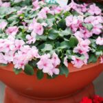 Impatiens